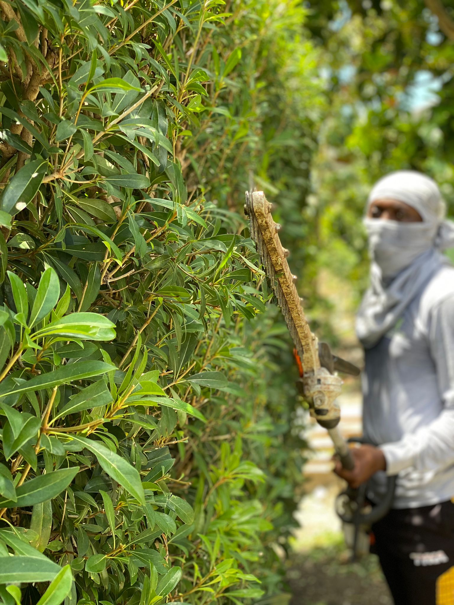 Hedge maintenance